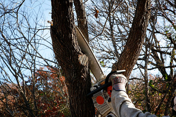 Lawn Edging in Holiday Heights, NJ